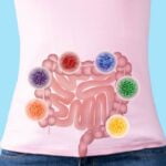 Reprezentare grafică a microbiotei intestinale și a bacteriilor benefice din sistemul digestiv, utilizată pentru explicarea sănătății intestinale.