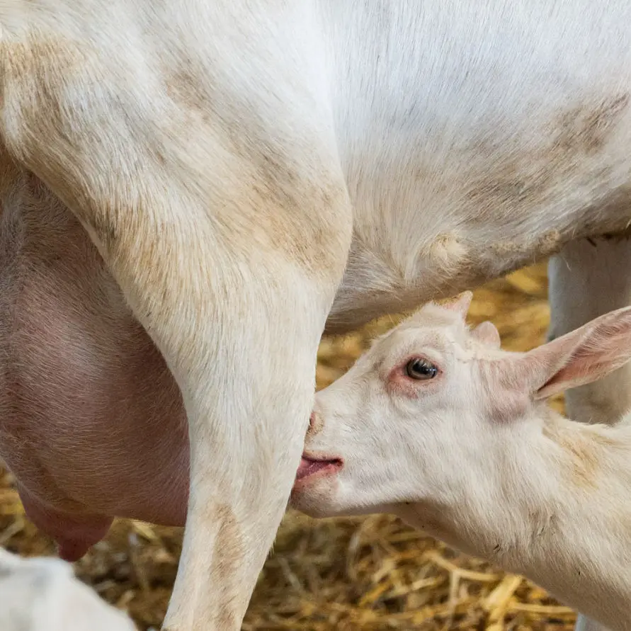 O ieduta care mananca lapte direct de la mama ei